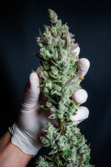 Instagram Wedding Glue Auto