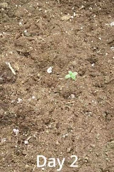 Purple Lemonade Auto