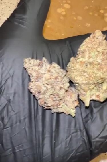 Tropicana Cookies Auto