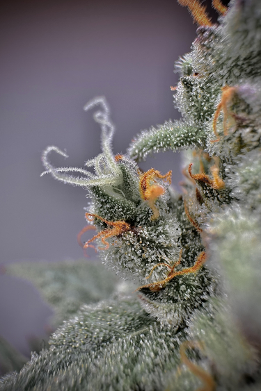 Instagram Mimosa Cake Auto