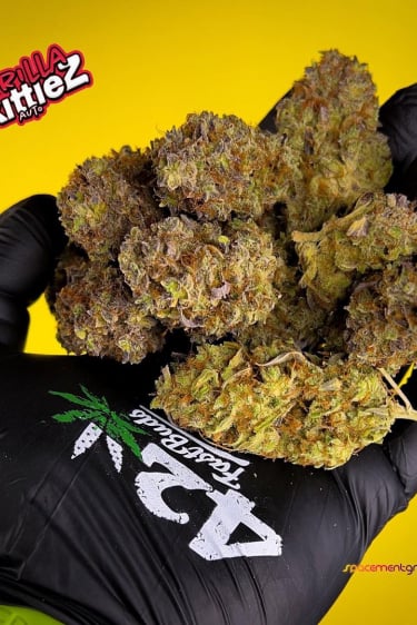 Instagram Gorilla Z Auto