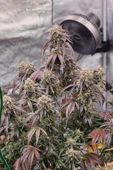 Instagram Wedding Cheesecake Auto