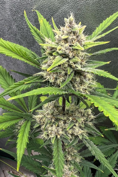 Instagram Lemon Pie Auto