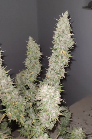 Gorilla Z Auto