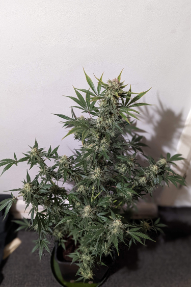 Instagram Trainwreck Auto