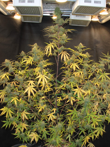 Instagram Cheese Auto