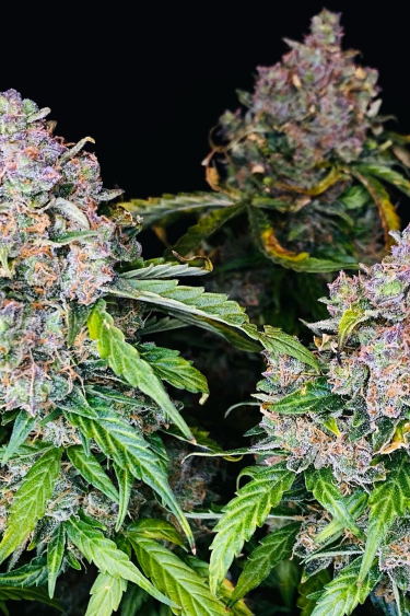 Instagram Northern Lights Auto