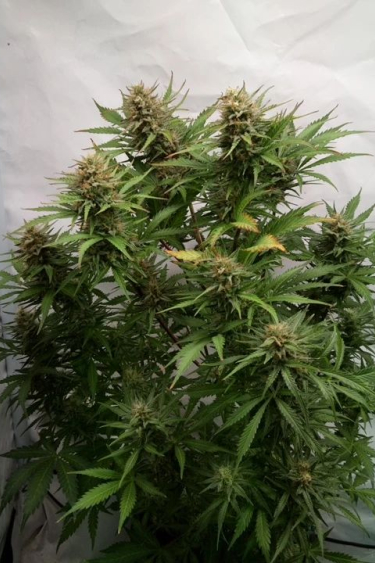 Instagram Cheese Auto