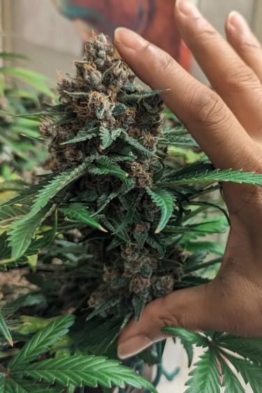 Instagram Strawberry Pie Auto