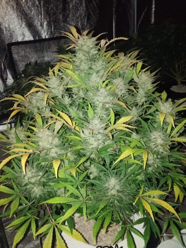 Instagram White Widow Auto