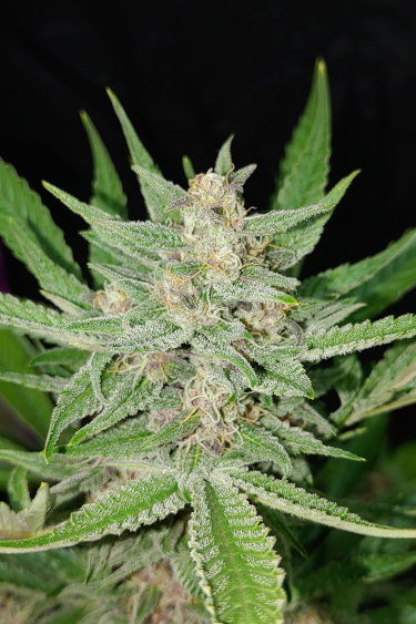 Instagram OG Kush Auto