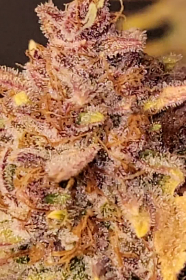 Tropicana Cookies Auto