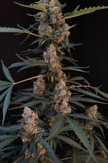 Instagram Northern Lights Auto