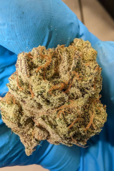 Instagram Chemdawg Auto