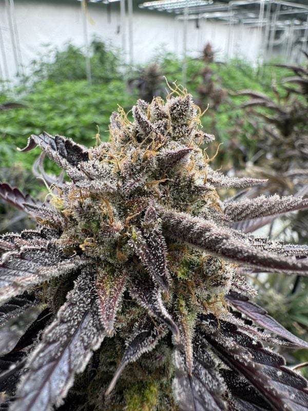 Instagram Guava Auto RF3