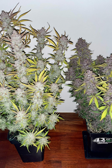 Instagram Mix Pack Auto