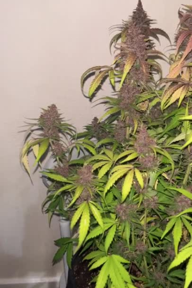 Lemon Cherry Cookies Auto