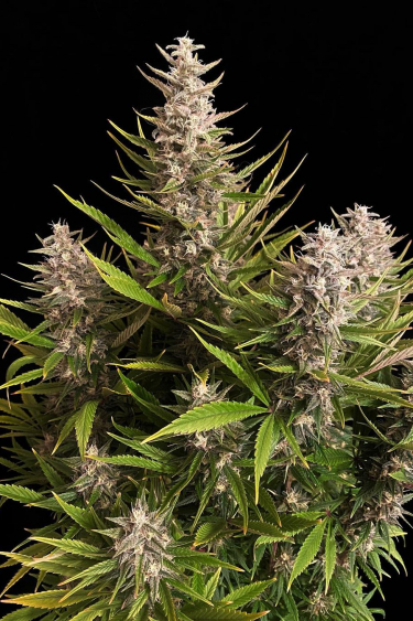 Instagram Wedding Cheesecake FF