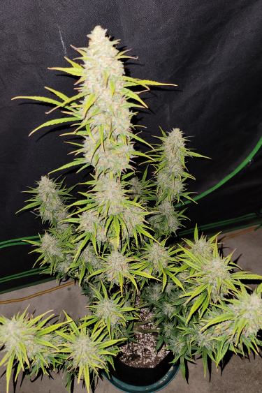 Instagram Moby Dick Auto