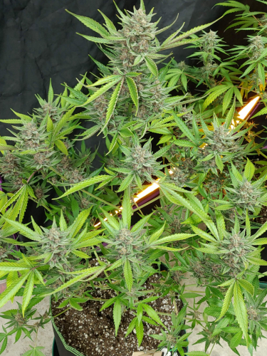 Instagram OG Kush Auto