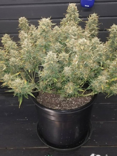 Instagram Green Crack Auto