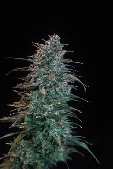 Strawberry Gorilla Auto