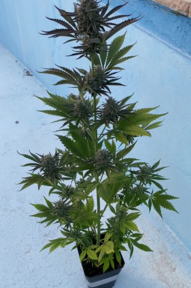 Wedding Cheesecake Auto