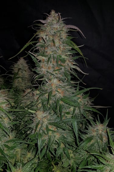 Instagram Smoothie Auto