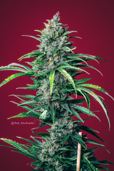 Instagram Lemon Pie Auto