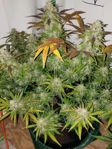 Instagram Gorilla Cookies Auto