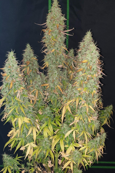 Instagram Skunk Auto