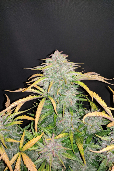 Instagram CBD Auto 201