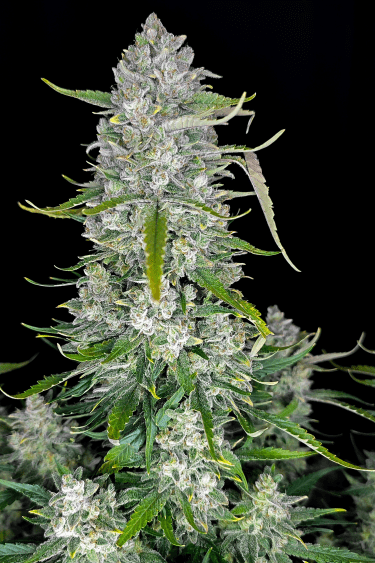 Instagram Papaya Cookies Auto