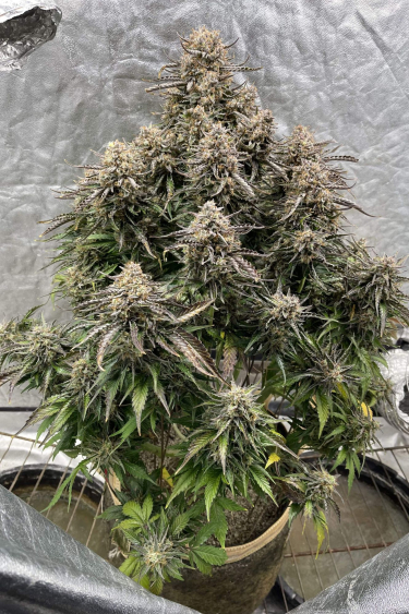 Instagram Lemon AK Auto