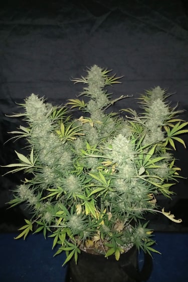 Instagram OG Kush Auto