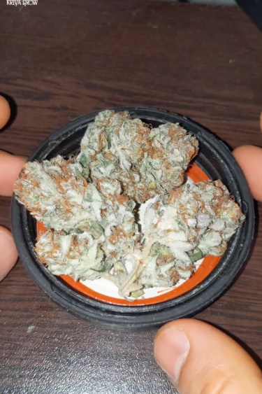 Papaya Cookies Auto™