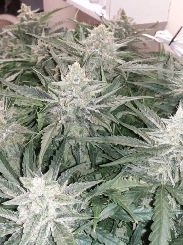 Instagram Strawberry Banana Auto