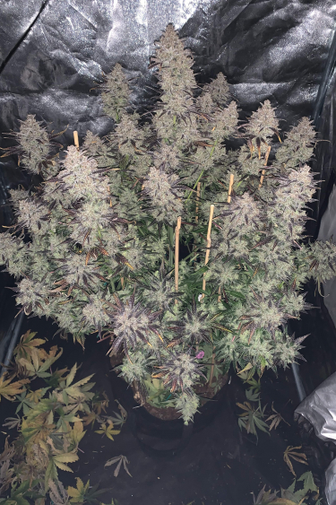 Instagram Mimosa Cake Auto