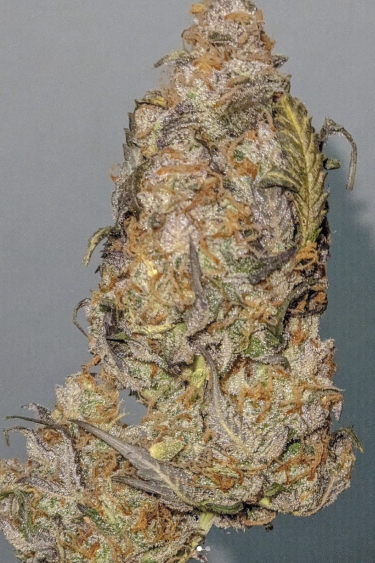 Instagram Afghan Kush Auto