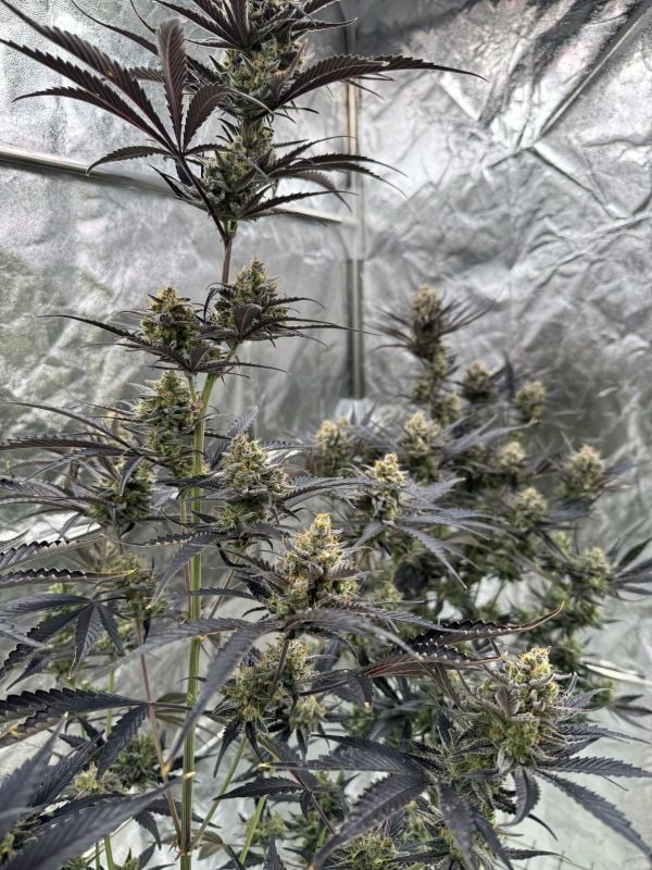 Instagram Guava Auto RF3