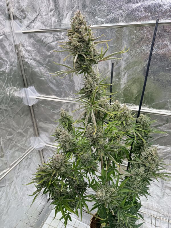 Instagram Mix Pack Auto RF3