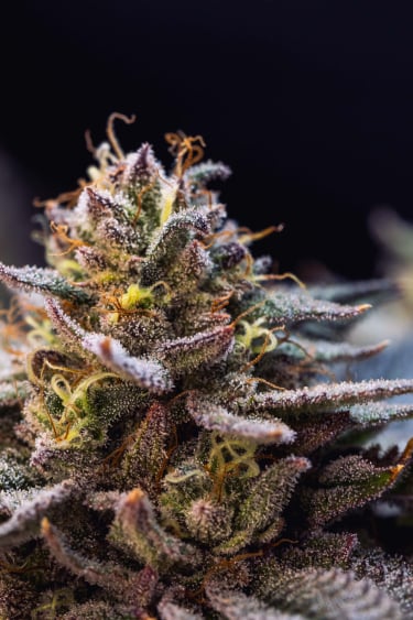 Instagram Gorilla Melon