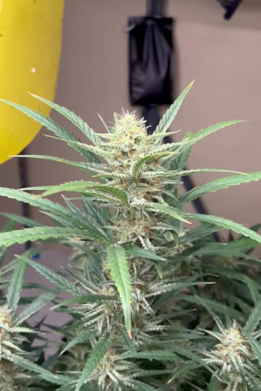 Sour Diesel Auto