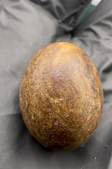 Tropicana Cookies Auto