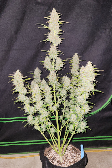 Instagram Moby Dick Auto