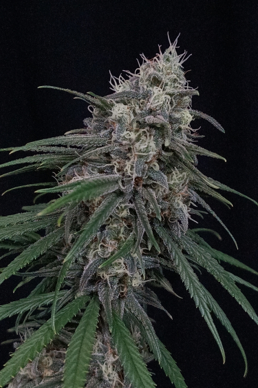 Instagram Wedding Cheesecake FF