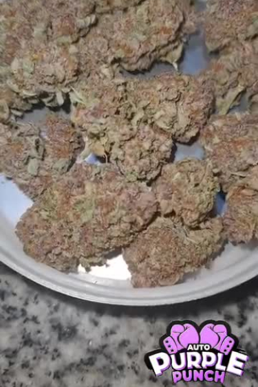 Purple Punch Auto