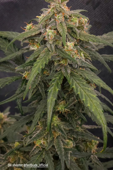 Instagram Six Shooter Auto