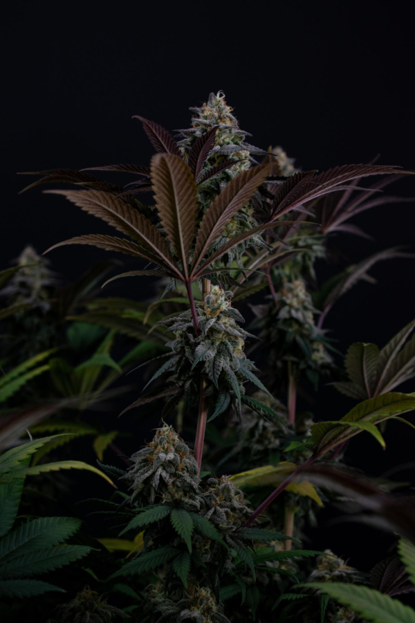 Instagram Lemon Cherry Runtz