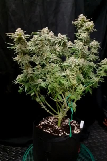 Wedding Cheesecake FF